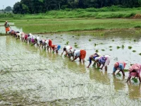 India's farmers plant more crops to feed billions.webp