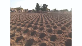 Mashonaland Central targets 500,000 hectares for 2025-2026 crops.webp