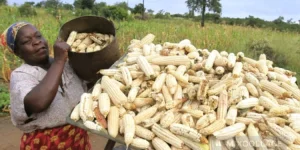 Zimbabwe farmers get $10M GMB payout in Mutare.webp