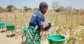 Kaluwas thrives with drip irrigation in Mzimba.webp