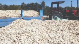 GMAZ, ARDA partner for 200,000 tonnes of maize.webp