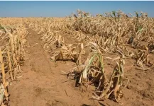 Uganda embraces climate mapping to protect crops and livelihoods.webp