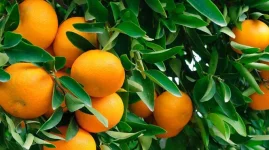 Beitbridge rises as Zimbabwe's citrus hub.webp