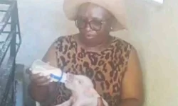 Nyagacity Farm sets record with 25 piglets born.webp