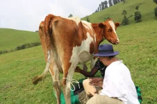 Thorpe drenched in cow chaos in Rwandan hills.webp