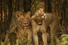 Malawi curbs lion boom with birth control shots.webp