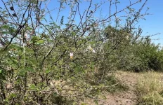 Invasive weed chokes Queen Elizabeth Park.webp