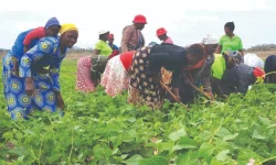Mwenezi turns drought into green gold.webp