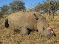 Pregnant rhino slain, N$1m hunt ignites.webp