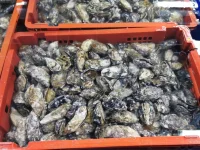 Minister George admits defeat, poachers wipe out abalone.webp