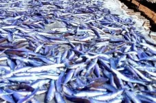 Fish traders in Nkhata Bay are using pesticides on Usipa.webp