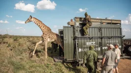 KWS rushes giraffe, zebra rescue after habitat loss.webp
