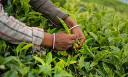 Digital tea auction brews record profits for farmers.webp