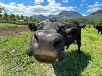 Western Cape farms quarantined over suspected FMD case.webp