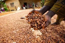 Ondo cocoa farmers protest high forest levy, seek fair terms.webp