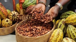 Lagos gears up for Eko Chocolate Show at trade fair.webp