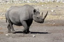 Erongo police probe black rhino poaching near Omaruru.webp