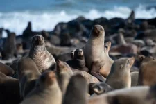 Police probe theft of 3,000 seal genitals in Henties Bay break-in.webp