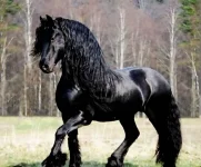 Police probe theft of 25 Friesian horses in Omaruru.webp