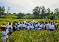 Rice cultivation replaces tobacco as West Nile’s new cash crop.webp