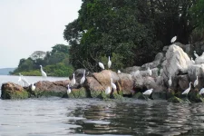 Rubondo Island National Park is Africa's largest island park.webp