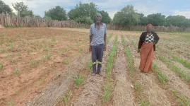 Farmers turn to traditional grains for resilience in drought areas.webp