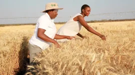 Zimbabwe hits 59-year high with record wheat harvest.webp