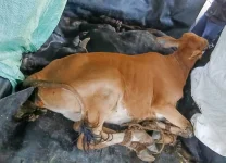 Police intercept a vehicle with two cows in the Kisumu area.webp