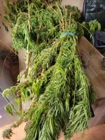 DLEAG arrests multiple suspects in drug busts across Gambia.webp