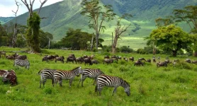 Ngorongoro-Lengai Geopark Museum attracts visitors.webp