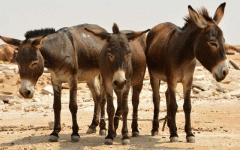 Gweru gives 14 days to clear stray stock.gif