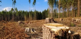 Zimbabwe timber sector faces a supply gap.webp