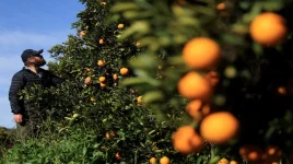 SA citrus hits record as US tariff looms.webp
