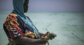 Zanzibar women gain income from sponge farms.webp