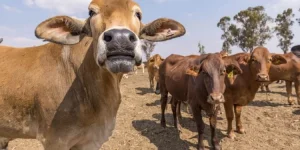 Gweru orders livestock out in 14-day sweep.webp