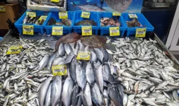 Warm seas shift Black Sea fish mix.webp