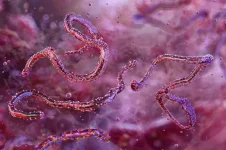 Ethiopia confirms first Marburg outbreak.webp