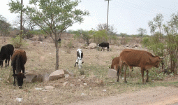 Hwange board targets illegal kraals in suburbs.gif