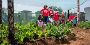 Shoprite launches South Africa food garden contest.webp