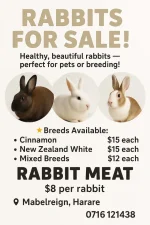 Zimbabwe rabbit meat for sale 1.webp