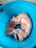 Zimbabwe rabbit meat for sale 2.webp