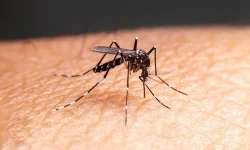 Zimbabwe records 1,074 malaria cases, three deaths.webp