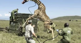 Kenya relocates giraffes from Lake Naivasha to reserve.webp