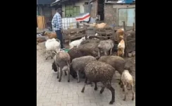 Kiamaiko roadside livestock prompts Nairobi warning.webp