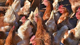 Astral Foods reports recovery after bird flu slump.webp