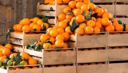 South Africa’s citrus exports hit record 203 million cartons.webp