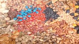 TOSCI warns against seed fraud, vows action.webp
