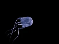 Box jellyfish found in Langkawi.webp
