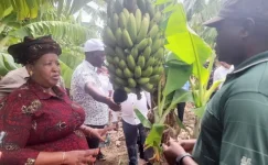 Power cuts hit the Guija banana producer.webp