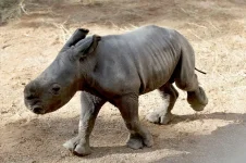 Valencia zoo welcomes rare rhino baby joy.webp